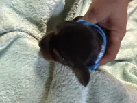 Blue, a male Basset Hound for sale in Blackshear, GA – 5 of 5