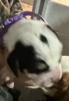 processed/42b87e3d-343f-4ea6-a840-f9e7ea3b97b7/listing/18e5fa5d-52f8-4860-9b27-4db118bb069e/acf31043-9b82-4891-9fd2-e2b433bdd74a