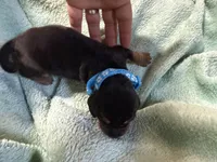 Blue, a male Basset Hound for sale in Blackshear, GA – 3 of 5