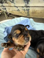 Dark Green Boy, a male Basset Hound for sale in Blackshear, GA – 2 of 7