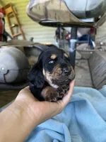 blue boy dolly, a male Basset Hound for sale in Blackshear, GA – 3 of 6