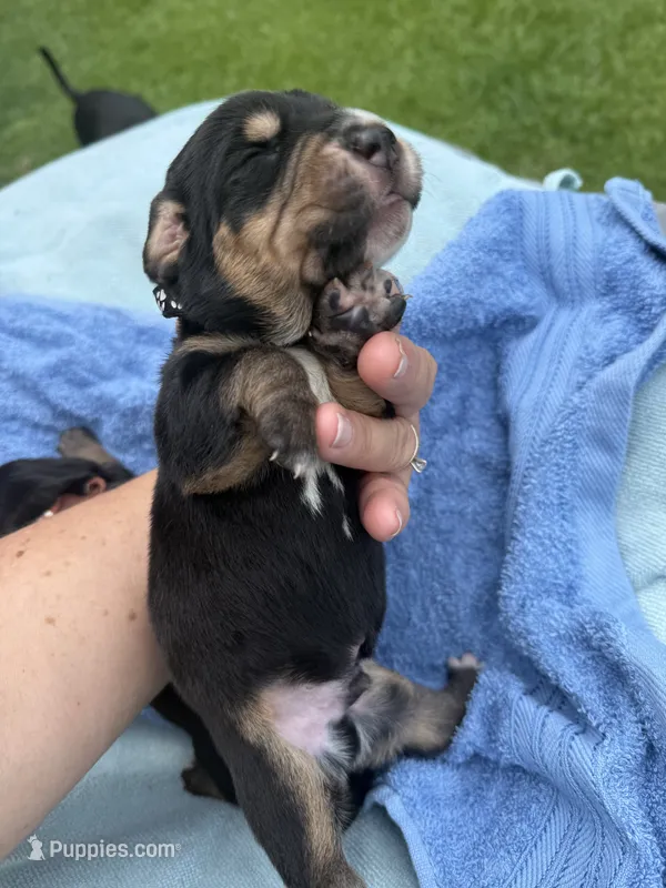 Black – Basset Hound puppy for sale in Blackshear, GA