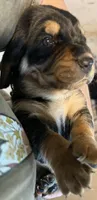 Green, a male Basset Hound for sale in Blackshear, GA – 4 of 10