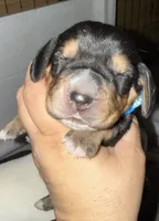 processed/42b87e3d-343f-4ea6-a840-f9e7ea3b97b7/listing/2e32324b-a090-4298-ad78-48a2f8502471/8642ff84-56fc-40f9-abb2-d1b06e86d08f