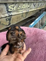 Tan girl, a female Basset Hound for sale in Blackshear, GA – 3 of 7