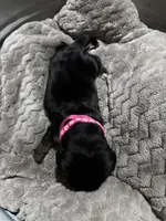 Pink, a female Basset Hound for sale in Blackshear, GA – Photo 5 of 7
