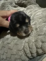 Pink, a female Basset Hound for sale in Blackshear, GA – Photo 2 of 7