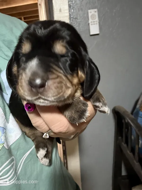 Pink, a female Basset Hound for sale in Blackshear, GA – Photo 1 of 7
