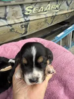 Grey tri, a female Basset Hound for sale in Blackshear, GA – 1 of 7