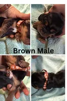 Brown, a male Basset Hound for sale in Blackshear, GA – 1 of 1