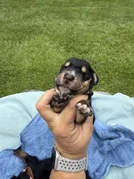 Black, a male Basset Hound for sale in Blackshear, GA – 3 of 8