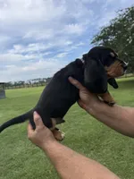 Black male dolly, a male Basset Hound for sale in Blackshear, GA – 5 of 6