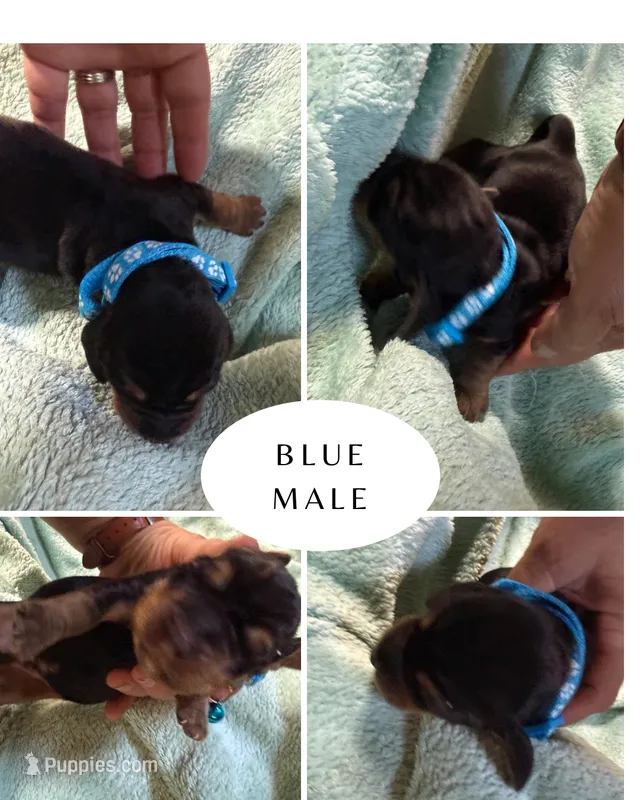 Blue – Basset Hound puppy for sale in Blackshear, GA