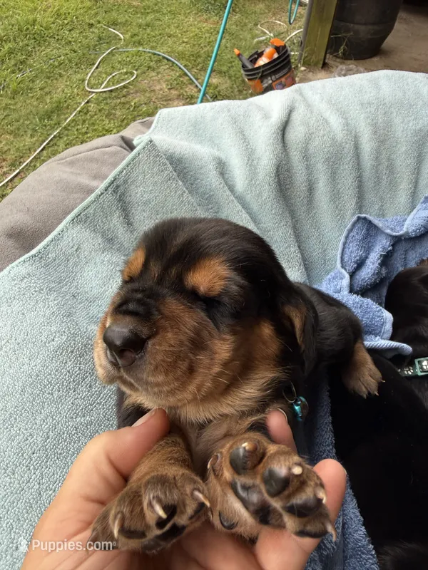 Light blue boy – Basset Hound puppy for sale in Blackshear, GA