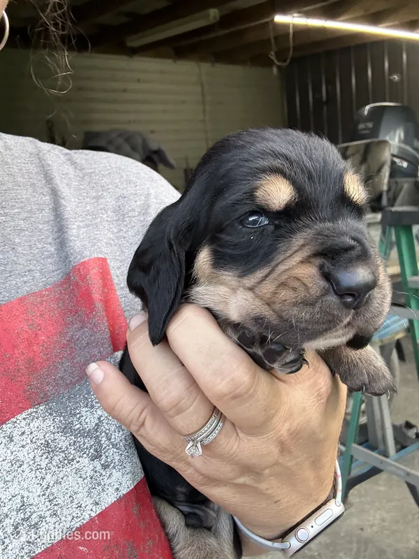 Orange – Basset Hound puppy for sale in Blackshear, GA