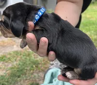 Dark blue, a male Basset Hound for sale in Blackshear, GA – Photo 5 of 8