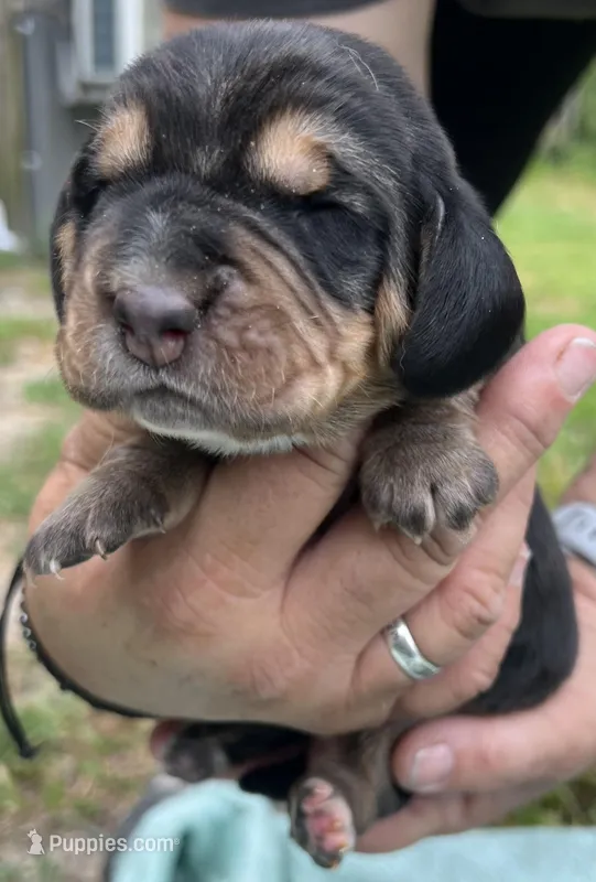 Dark blue, a male Basset Hound for sale in Blackshear, GA – Photo 1 of 8
