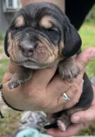 Dark blue, a male Basset Hound for sale in Blackshear, GA – Photo 2 of 8