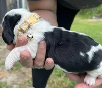 Tan tri, a male Basset Hound for sale in Blackshear, GA – Photo 3 of 8