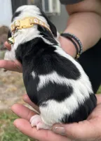 Tan tri, a male Basset Hound for sale in Blackshear, GA – Photo 4 of 8