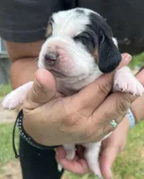 Tan tri, a male Basset Hound for sale in Blackshear, GA – Photo 2 of 8