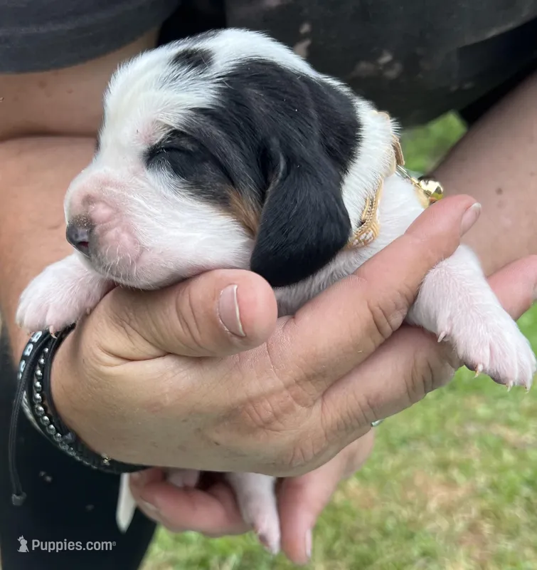 Tan tri, a male Basset Hound for sale in Blackshear, GA – Photo 1 of 8
