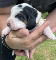 Tan tri, a male Basset Hound for sale in Blackshear, GA – Photo 1 of 8