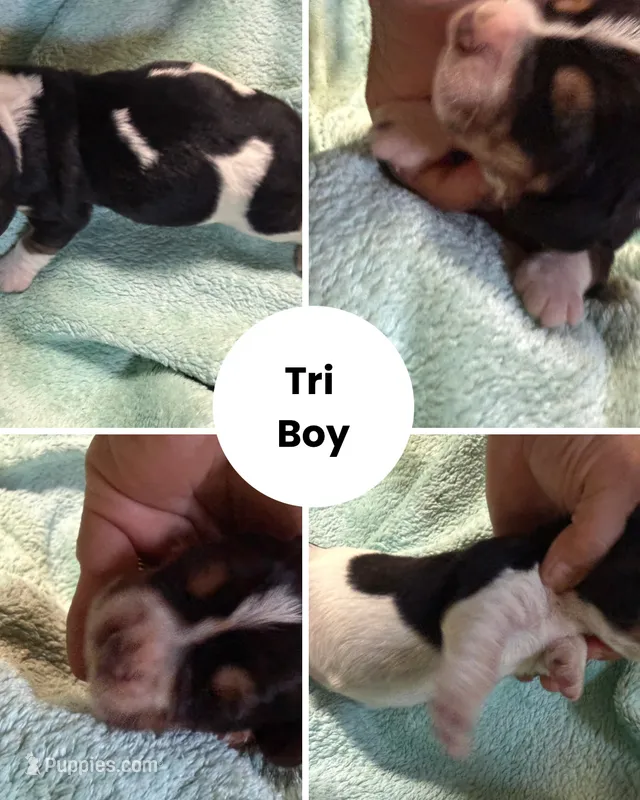 Tri – Basset Hound puppy for sale in Blackshear, GA