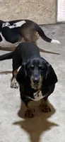 Green male dolly, a male Basset Hound for sale in Blackshear, GA – 8 of 9