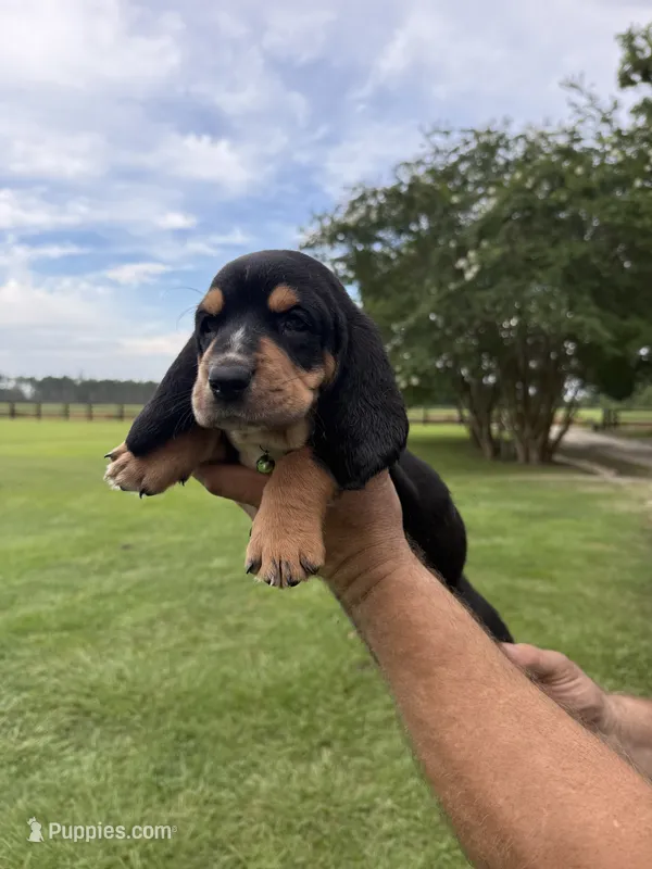Green male dolly – Basset Hound puppy for sale in Blackshear, GA