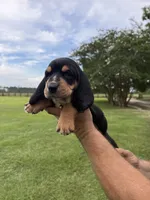 Green male dolly, a male Basset Hound for sale in Blackshear, GA – 1 of 9