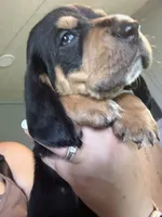 Green male dolly, a male Basset Hound for sale in Blackshear, GA – 5 of 6