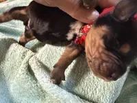 Red , a male Basset Hound for sale in Blackshear, GA – 3 of 7