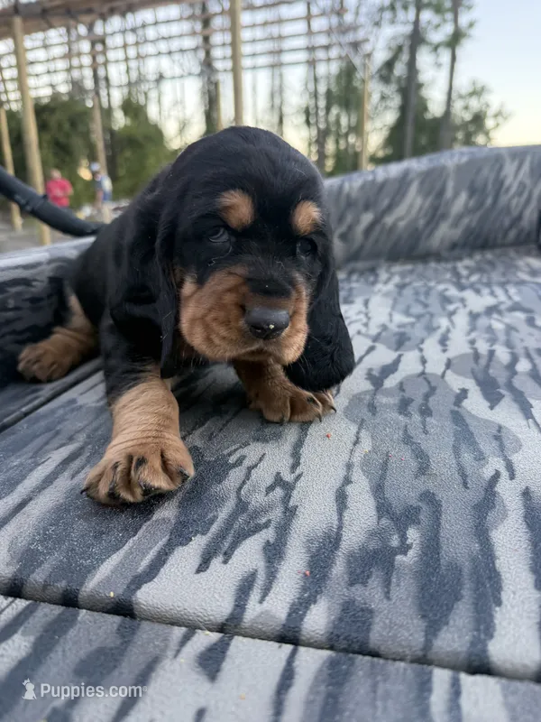 Red  – Basset Hound puppy for sale in Blackshear, GA