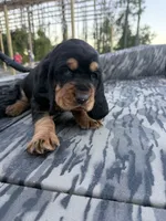 Red , a male Basset Hound for sale in Blackshear, GA – 1 of 7
