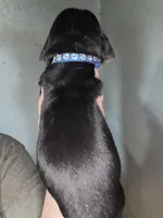 Blue, a male Basset Hound for sale in Blackshear, GA – Photo 4 of 5