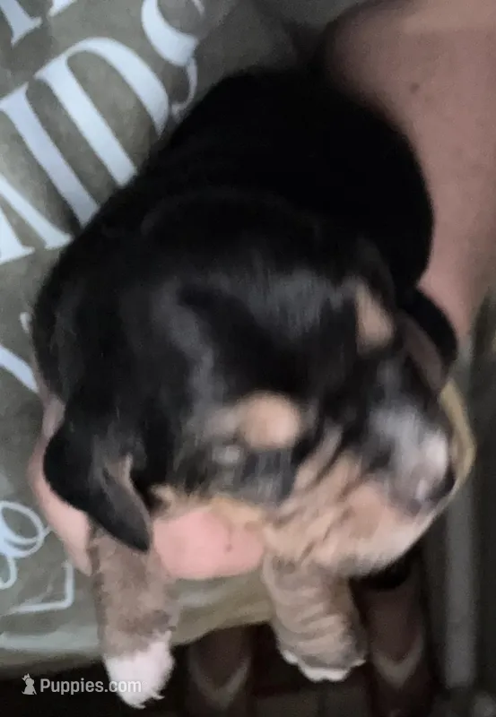 Blue – Basset Hound puppy for sale in Blackshear, GA