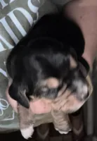 Blue, a male Basset Hound for sale in Blackshear, GA – Photo 1 of 5