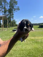 Purple tri, a female Basset Hound for sale in Blackshear, GA – 4 of 9