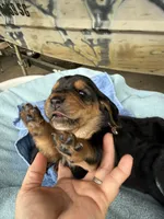 Dark Green Boy, a male Basset Hound for sale in Blackshear, GA – 3 of 7