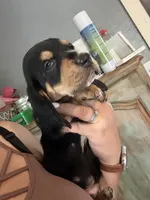 Green male dolly, a male Basset Hound for sale in Blackshear, GA – 3 of 6