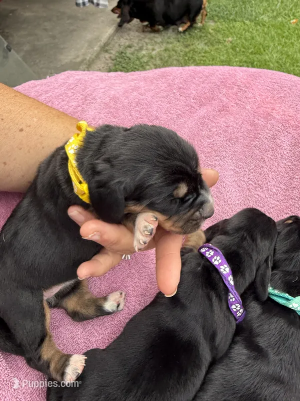 Yellow – Basset Hound puppy for sale in Blackshear, GA