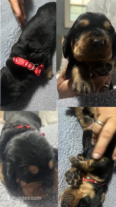 Red  – Basset Hound puppy for sale in Blackshear, GA
