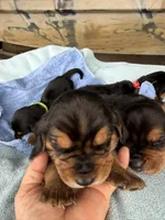 Dark Green Boy, a male Basset Hound for sale in Blackshear, GA – 6 of 7