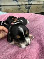 Grey tri, a female Basset Hound for sale in Blackshear, GA – 3 of 7