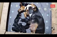 Black, a male Basset Hound for sale in Blackshear, GA – 7 of 8