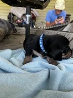 blue boy dolly, a male Basset Hound for sale in Blackshear, GA – 5 of 6