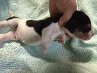 Tri, a male Basset Hound for sale in Blackshear, GA – 3 of 5
