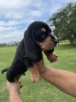 Green male dolly, a male Basset Hound for sale in Blackshear, GA – 3 of 9