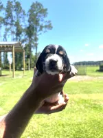 Grey tri, a female Basset Hound for sale in Blackshear, GA – 6 of 7